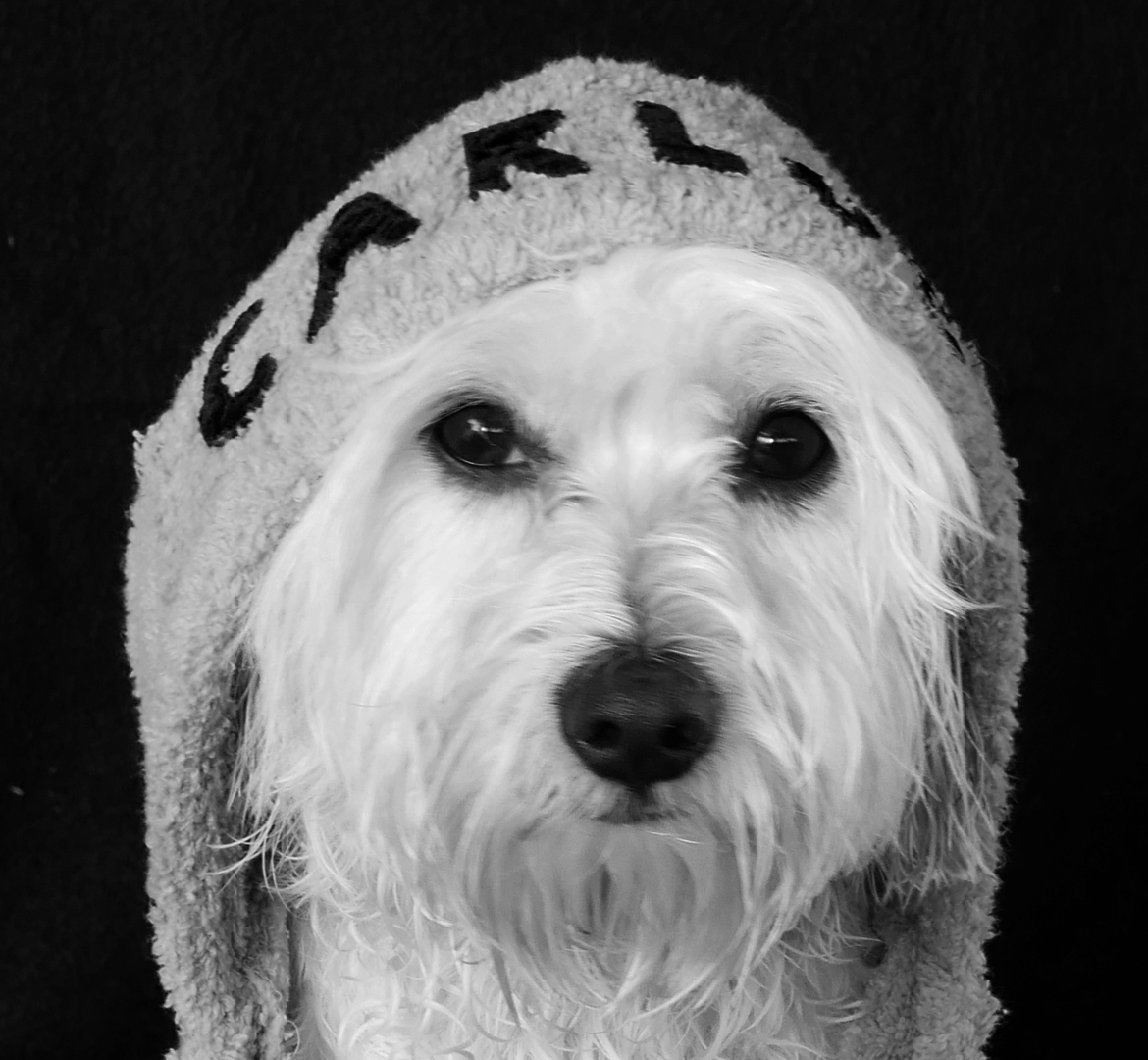 Carlos bichon maltais habillé d'un peignoir