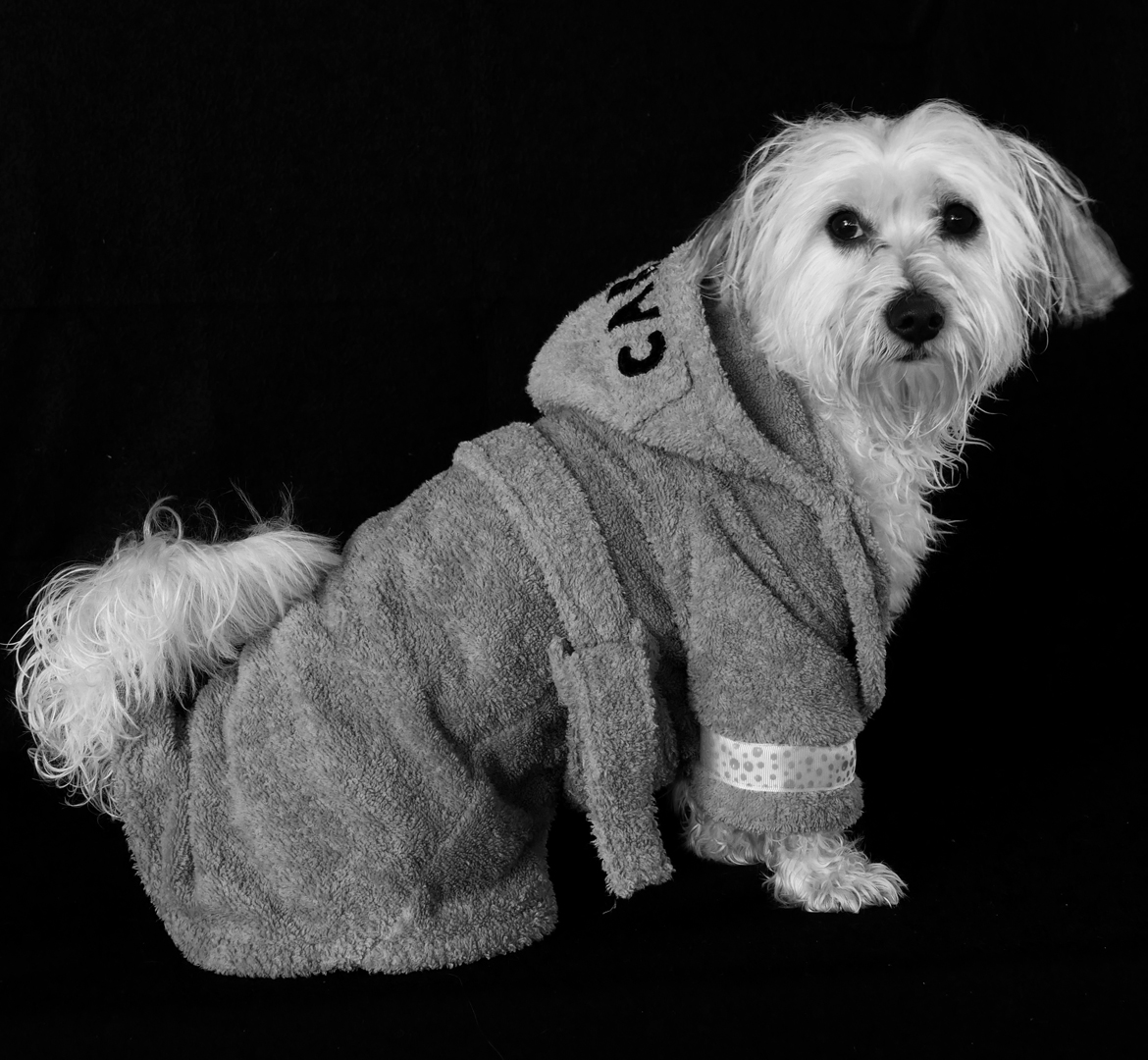 Carlos bichon maltais habillé d'un peignoir