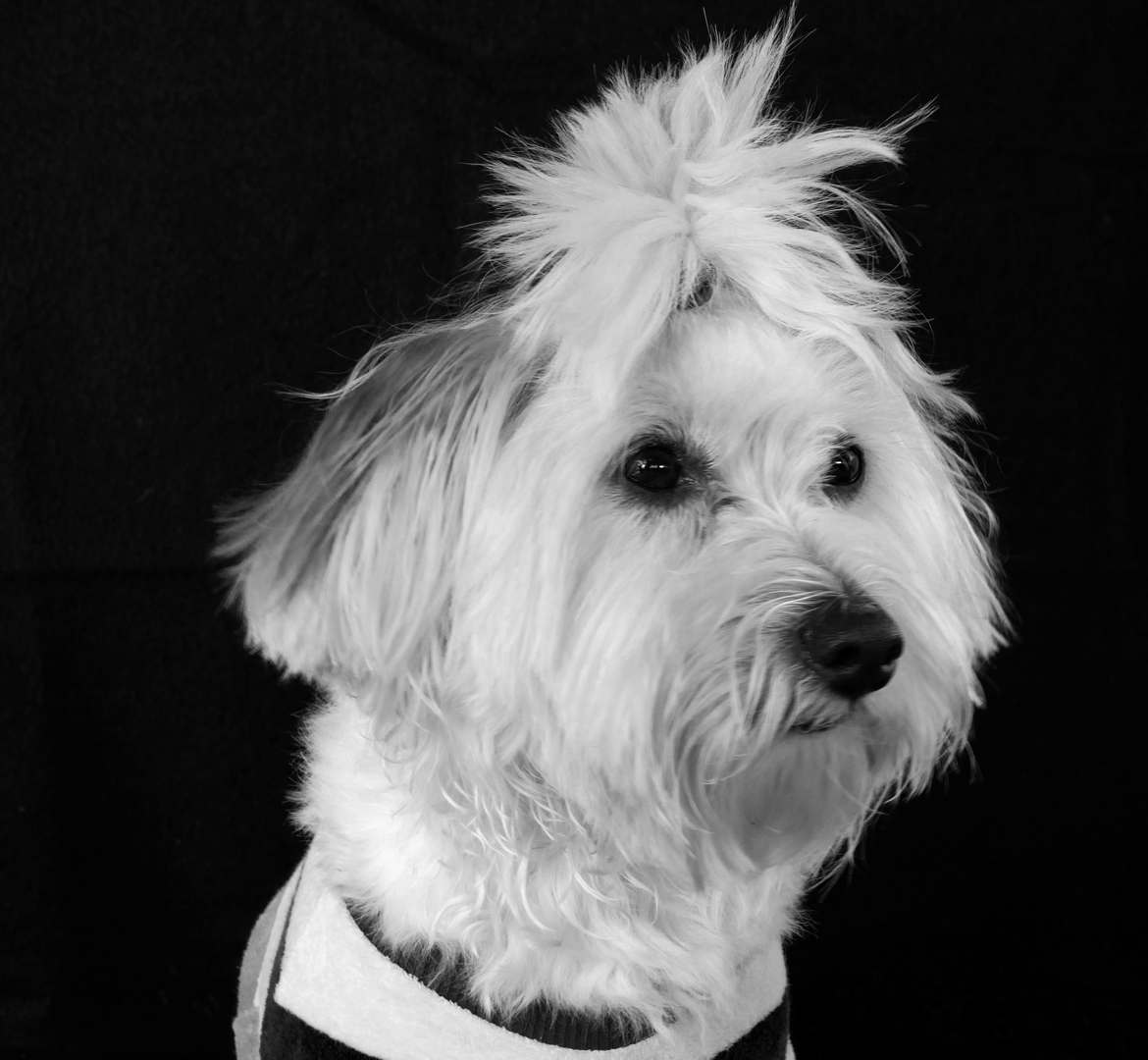 Carlos bichon maltais