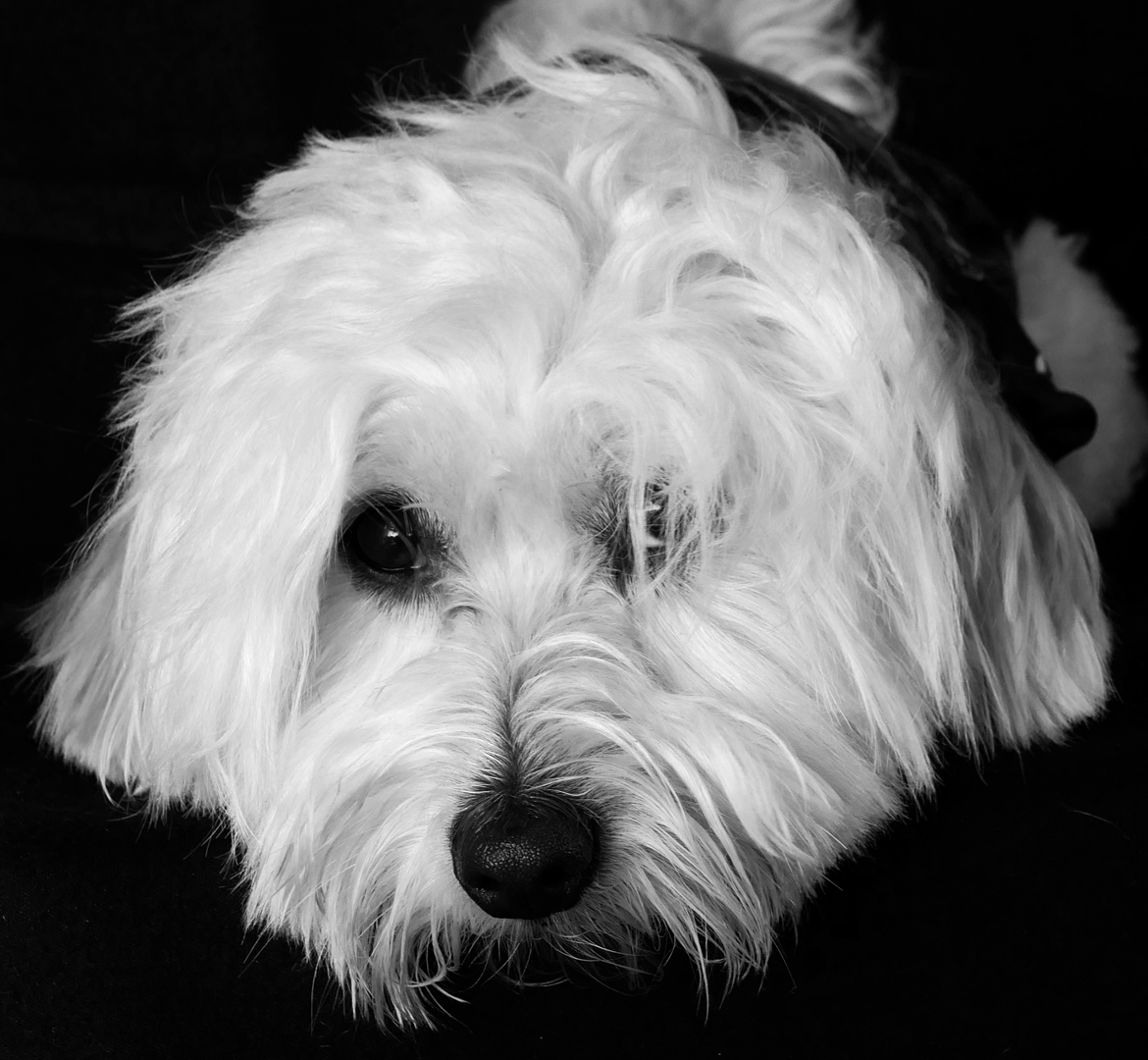 Carlos bichon maltais