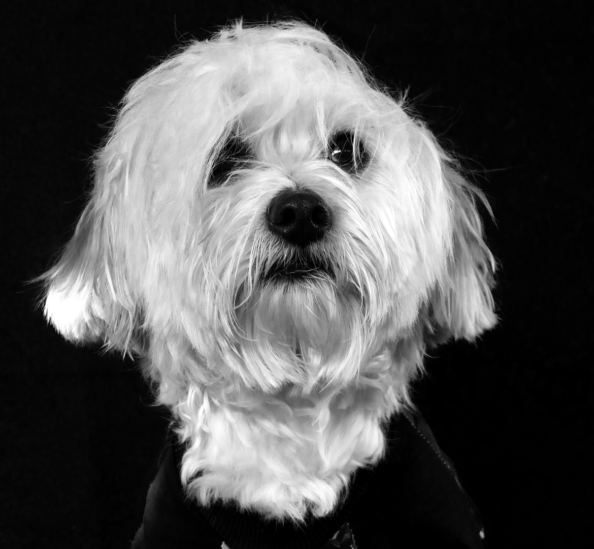 Carlos bichon maltais