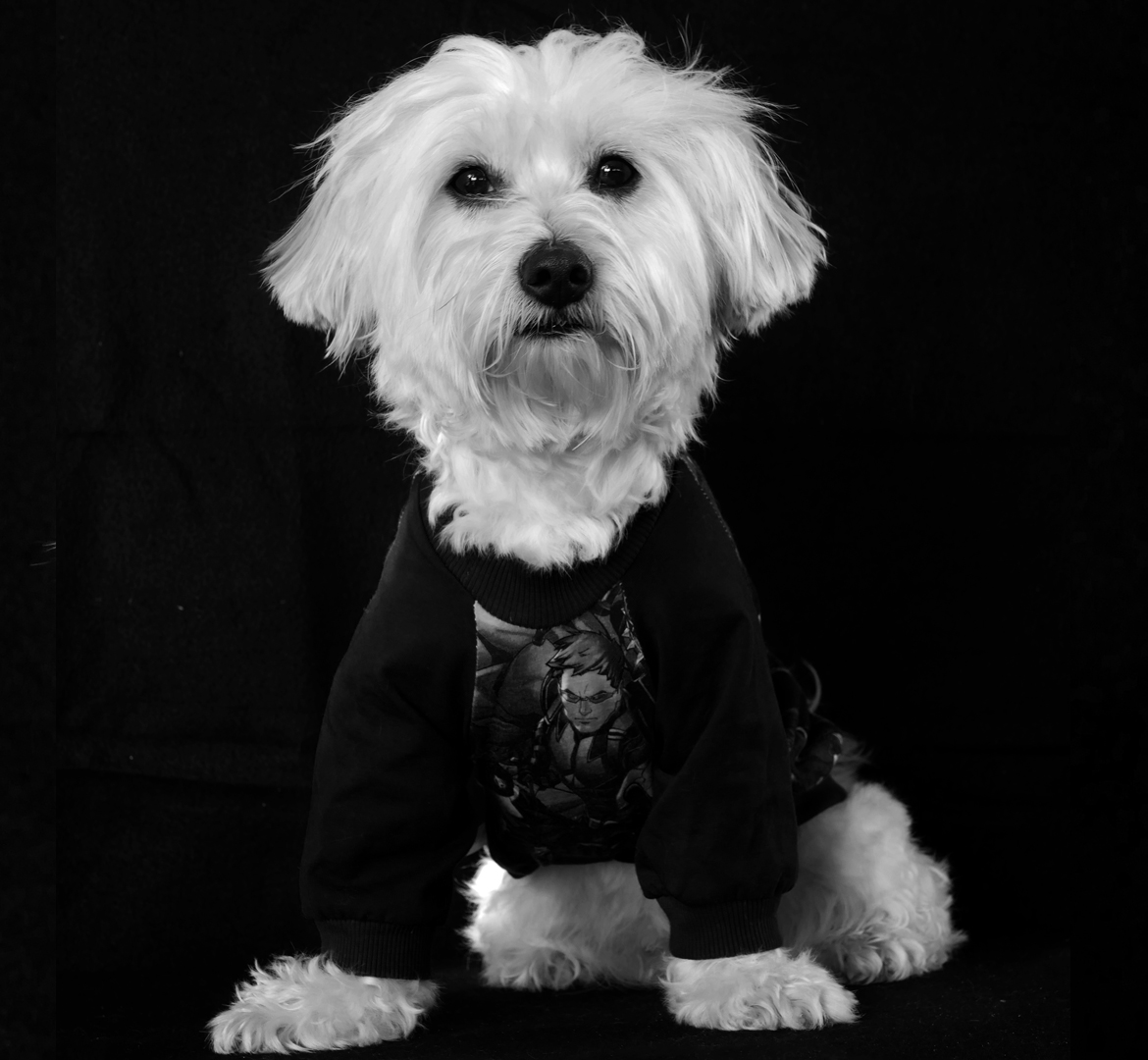 Carlos bichon maltais