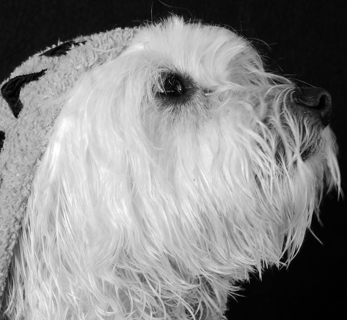 Carlos bichon maltais habillé d'un peignoir