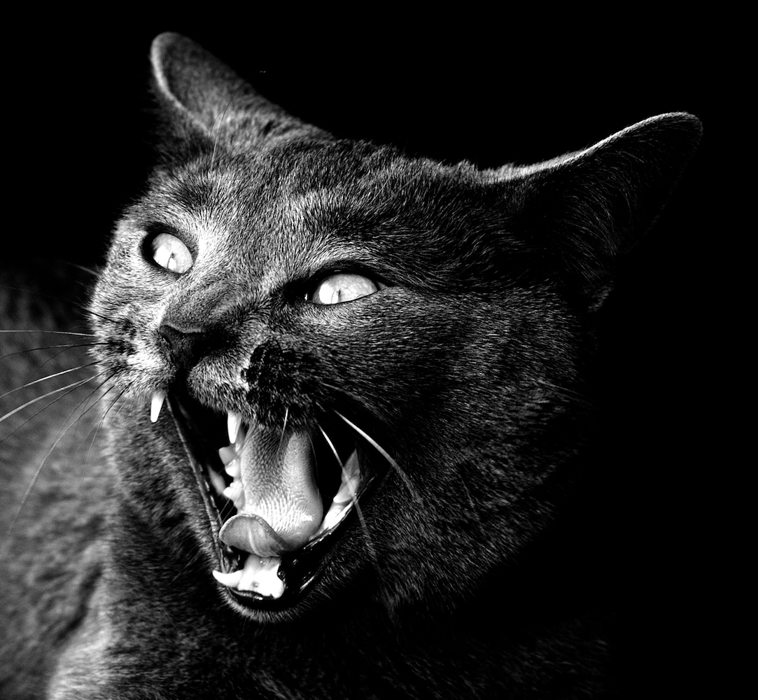 Euterpe, petite chatte chartreuse qui baille