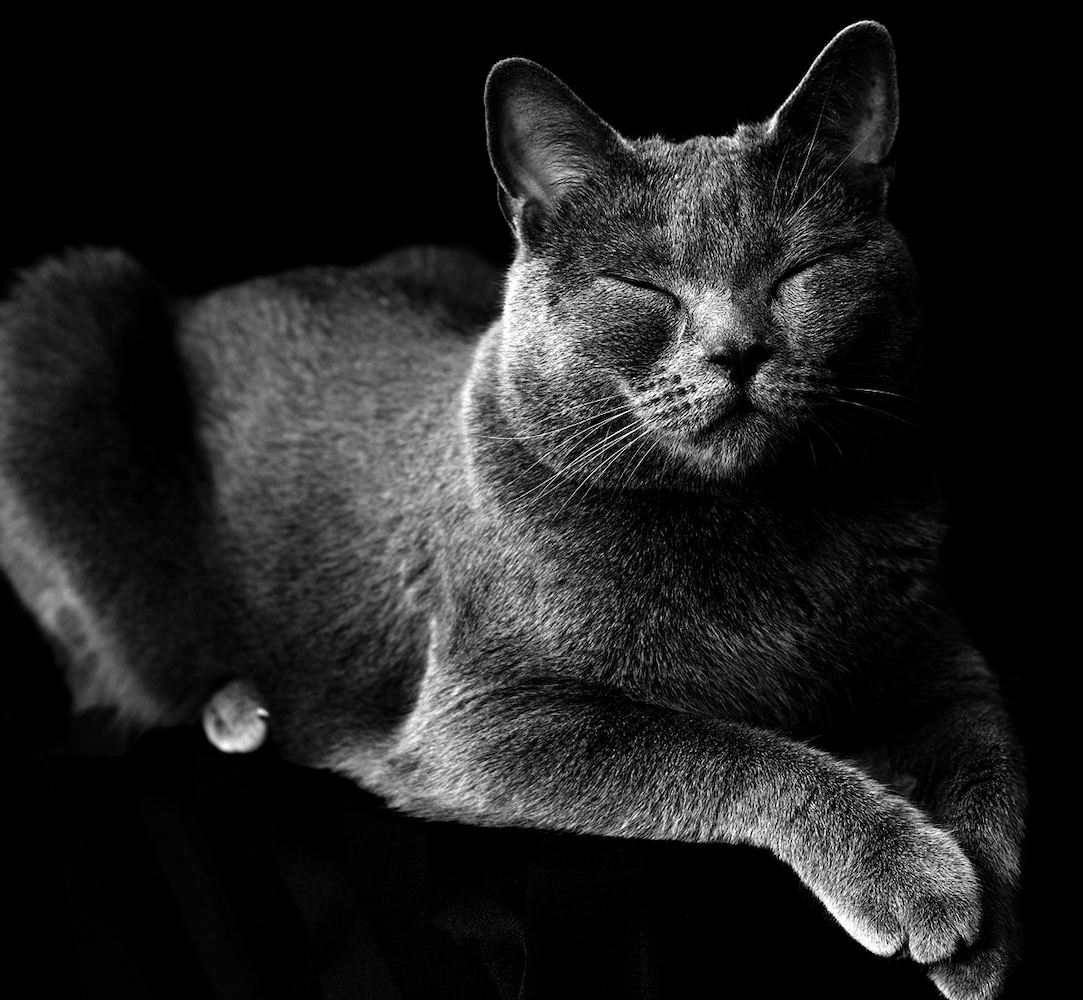 Euterpe, petite chatte chartreuse