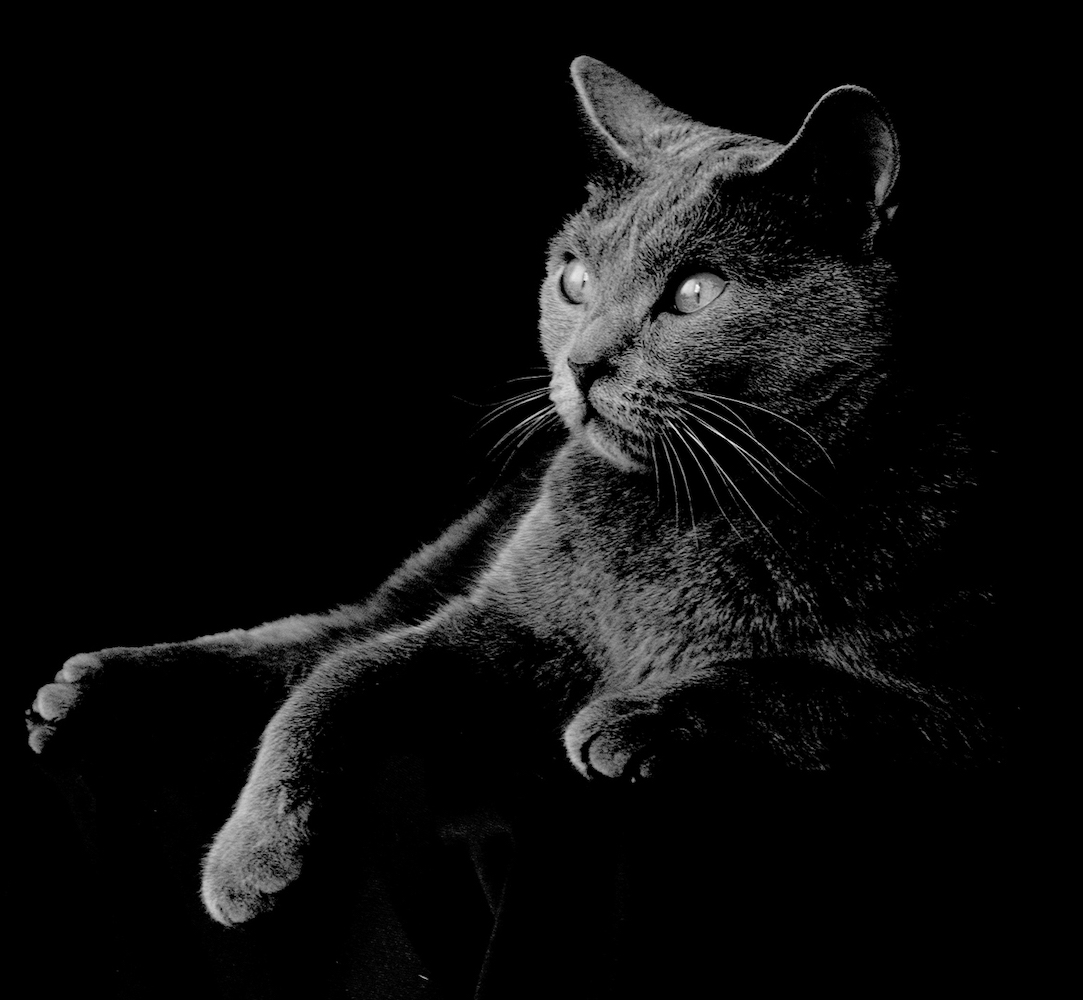 Euterpe, petite chatte chartreuse