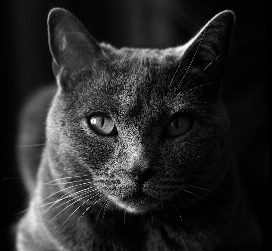 Euterpe, petite chatte chartreuse