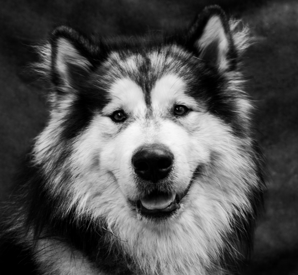 portrait noir et blanc d'Elki, un malamute gris et blanc
