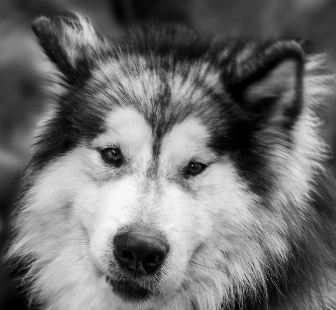 portrait noir et blanc d'Elki, un malamute gris et blanc