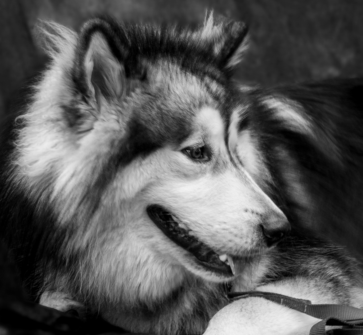 portrait noir et blanc d'Elki, un malamute gris et blanc
