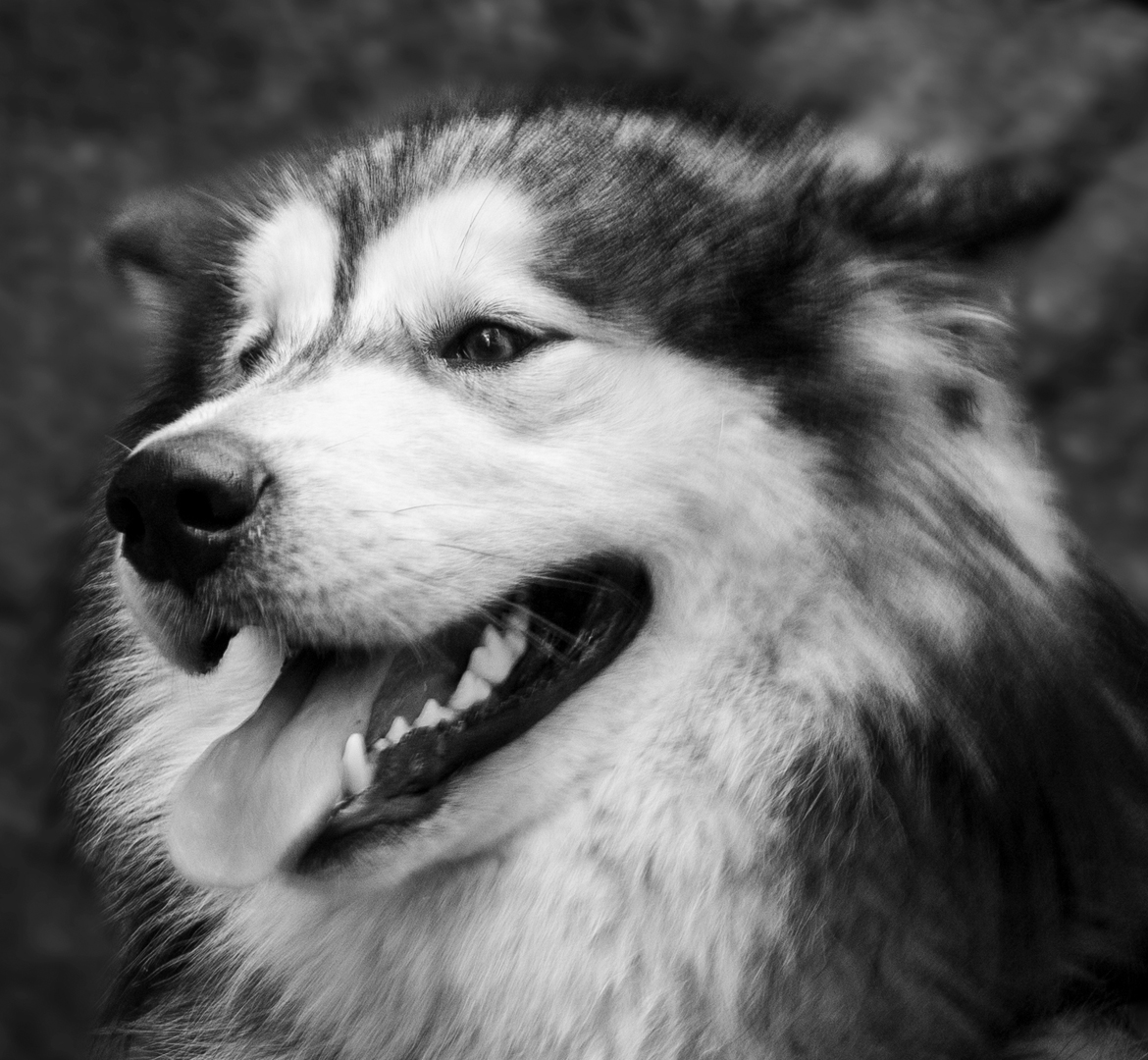 portrait noir et blanc d'Elki, un malamute gris et blanc