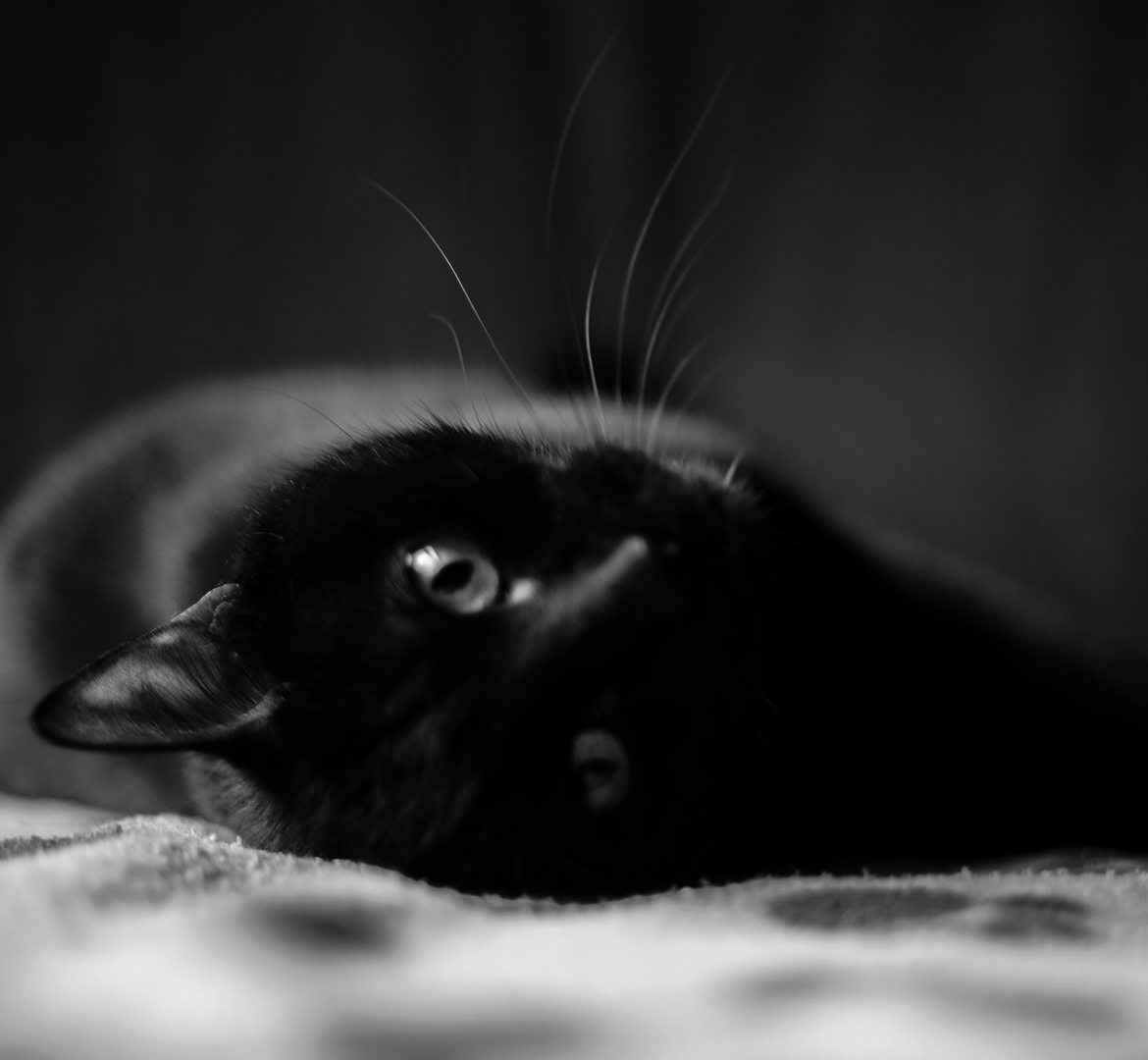 portrait noir et blanc de Romeo, un chat noir