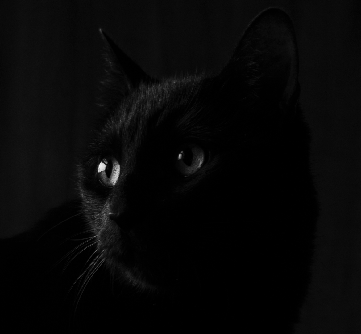 portrait noir et blanc de Romeo, un chat noir