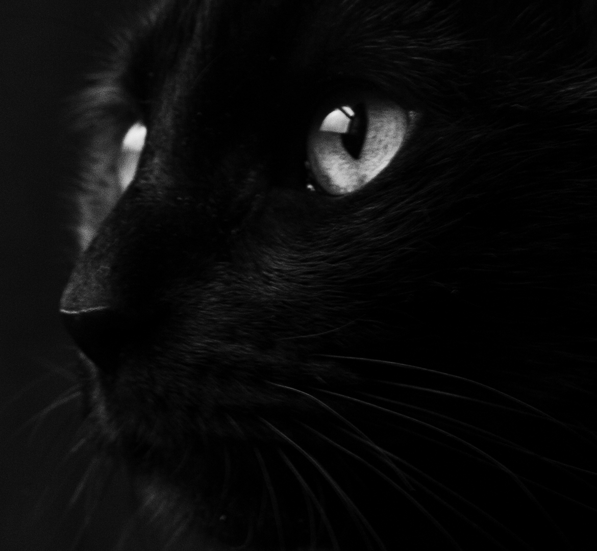 portrait noir et blanc de Romeo, un chat noir
