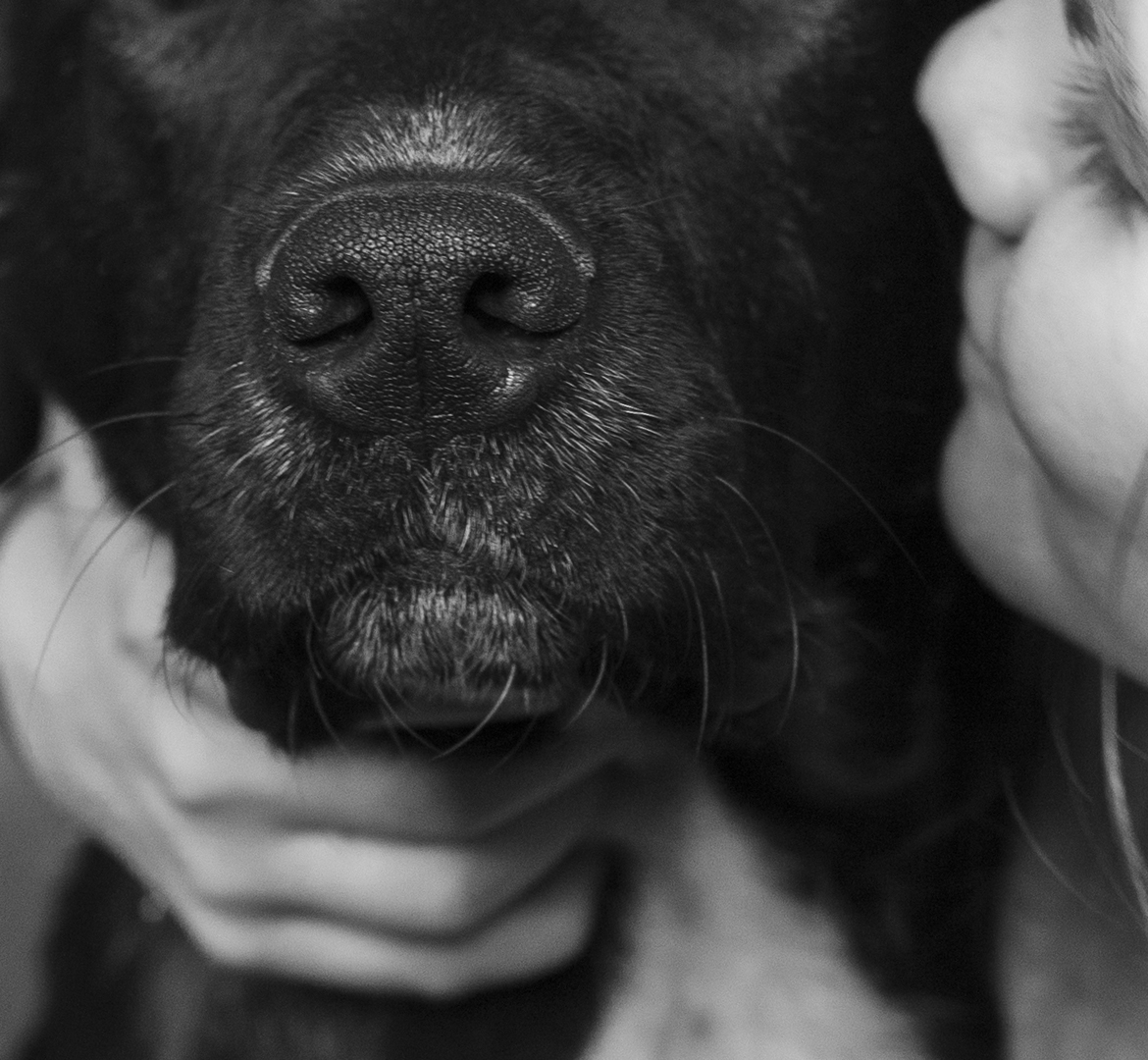 portrait noir et blanc de Cionka, un chien noir
