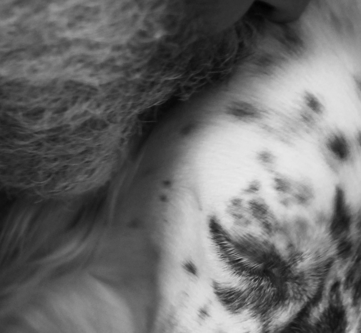 portrait noir et blanc de Lola, une setter anglaise noir et blanc