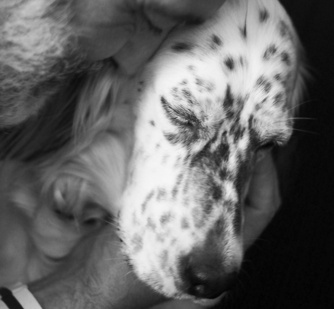 portrait noir et blanc de Lola, une setter anglaise noir et blanc