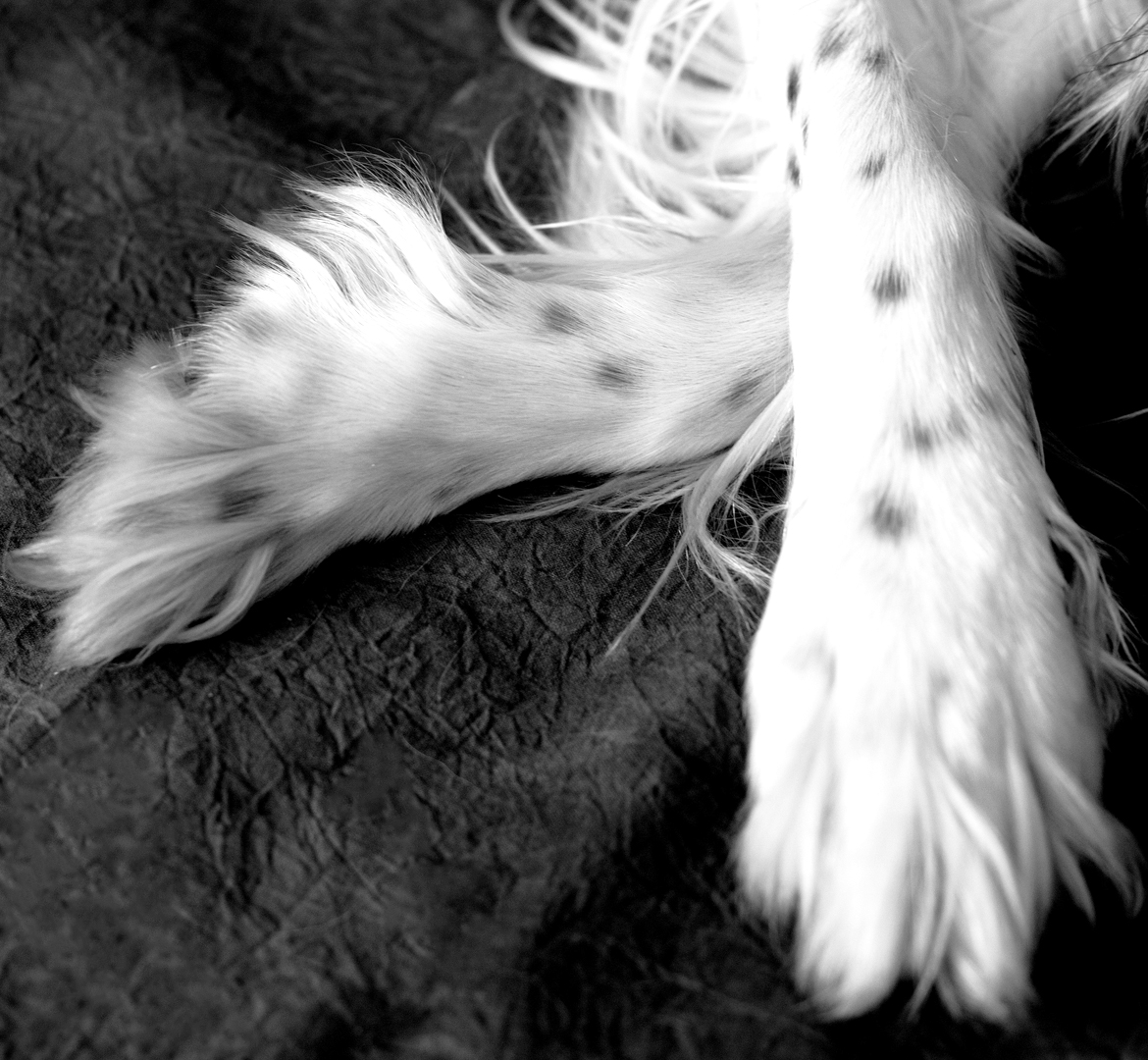 portrait noir et blanc de Lola, une setter anglaise noir et blanc