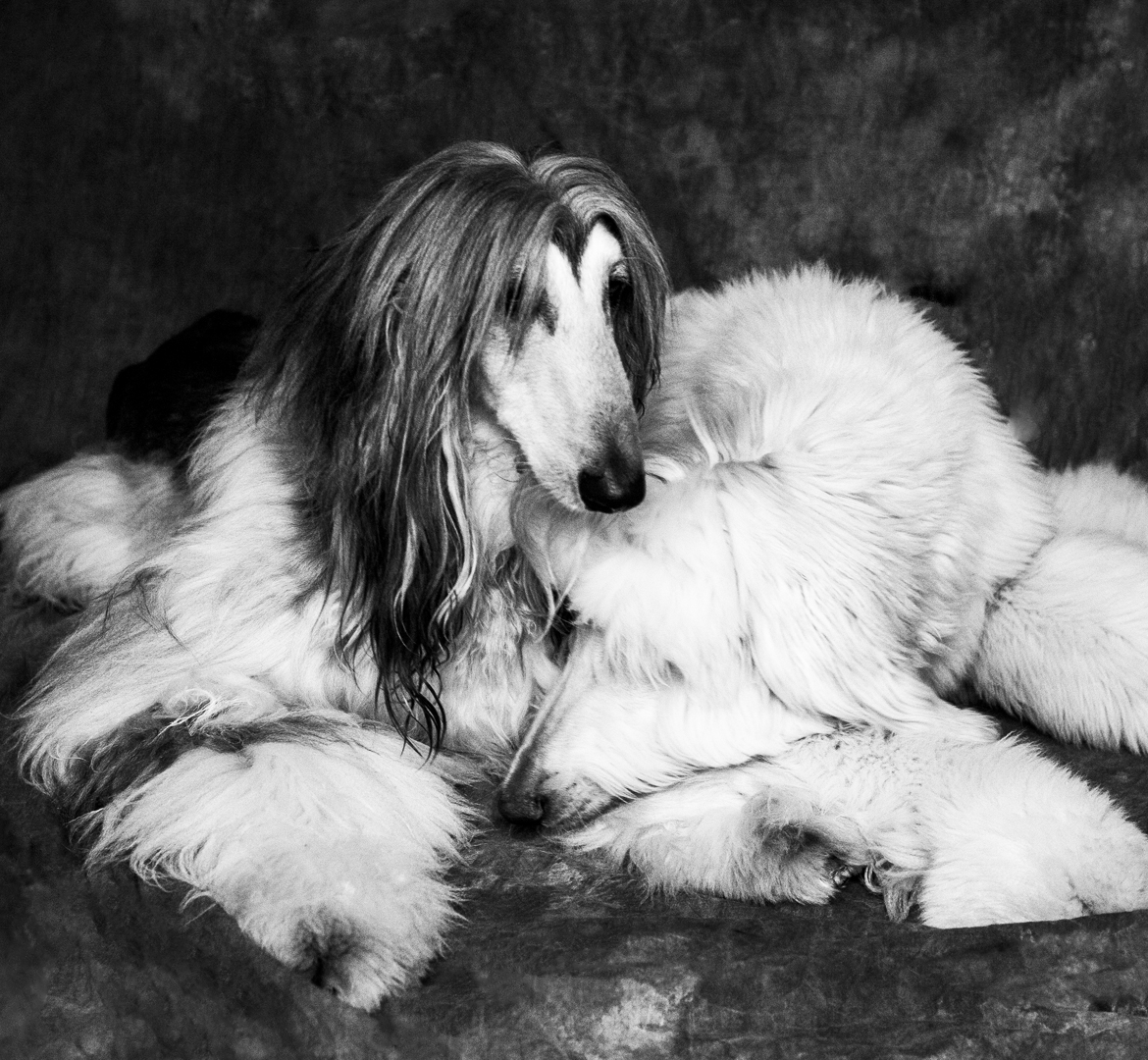 deux lévriers afghan