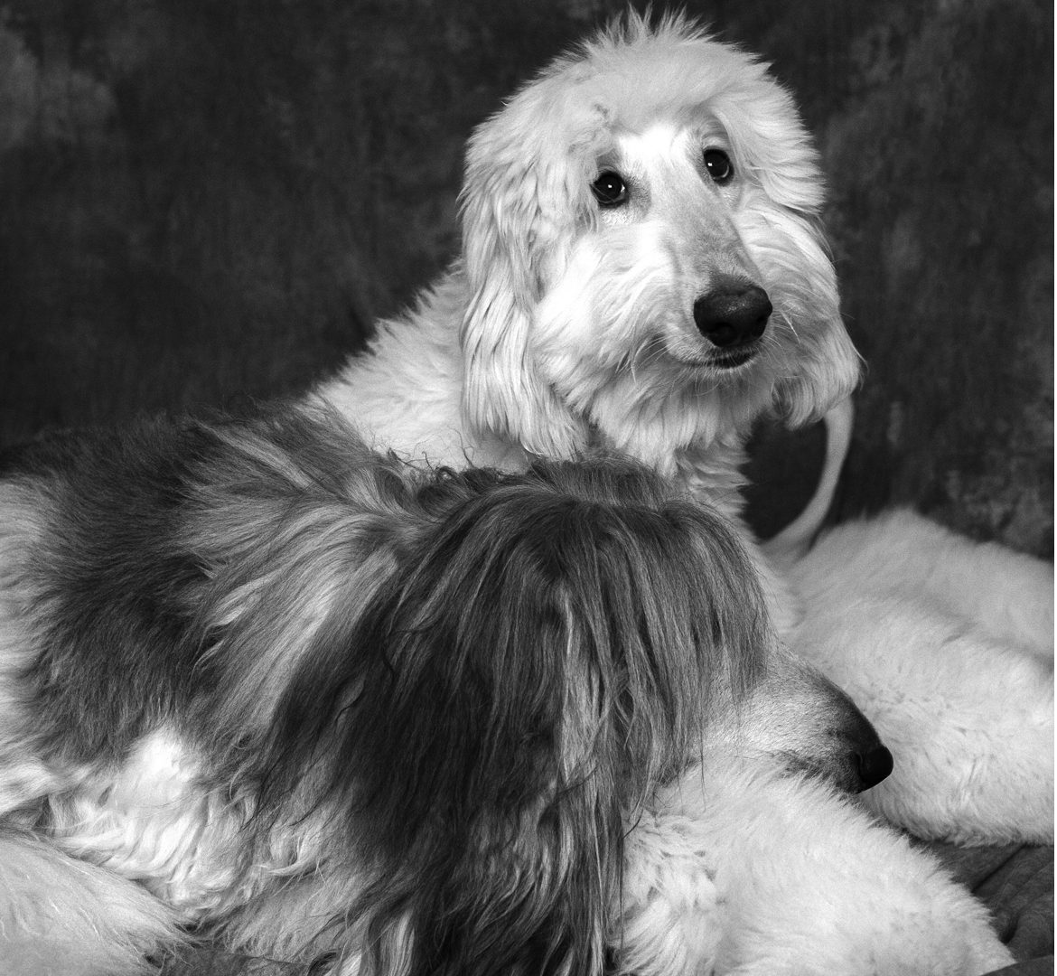 deux lévriers afghan