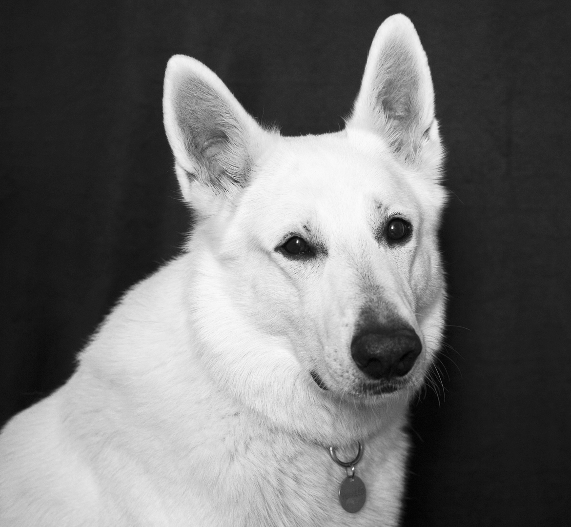 un berger suisse blanc