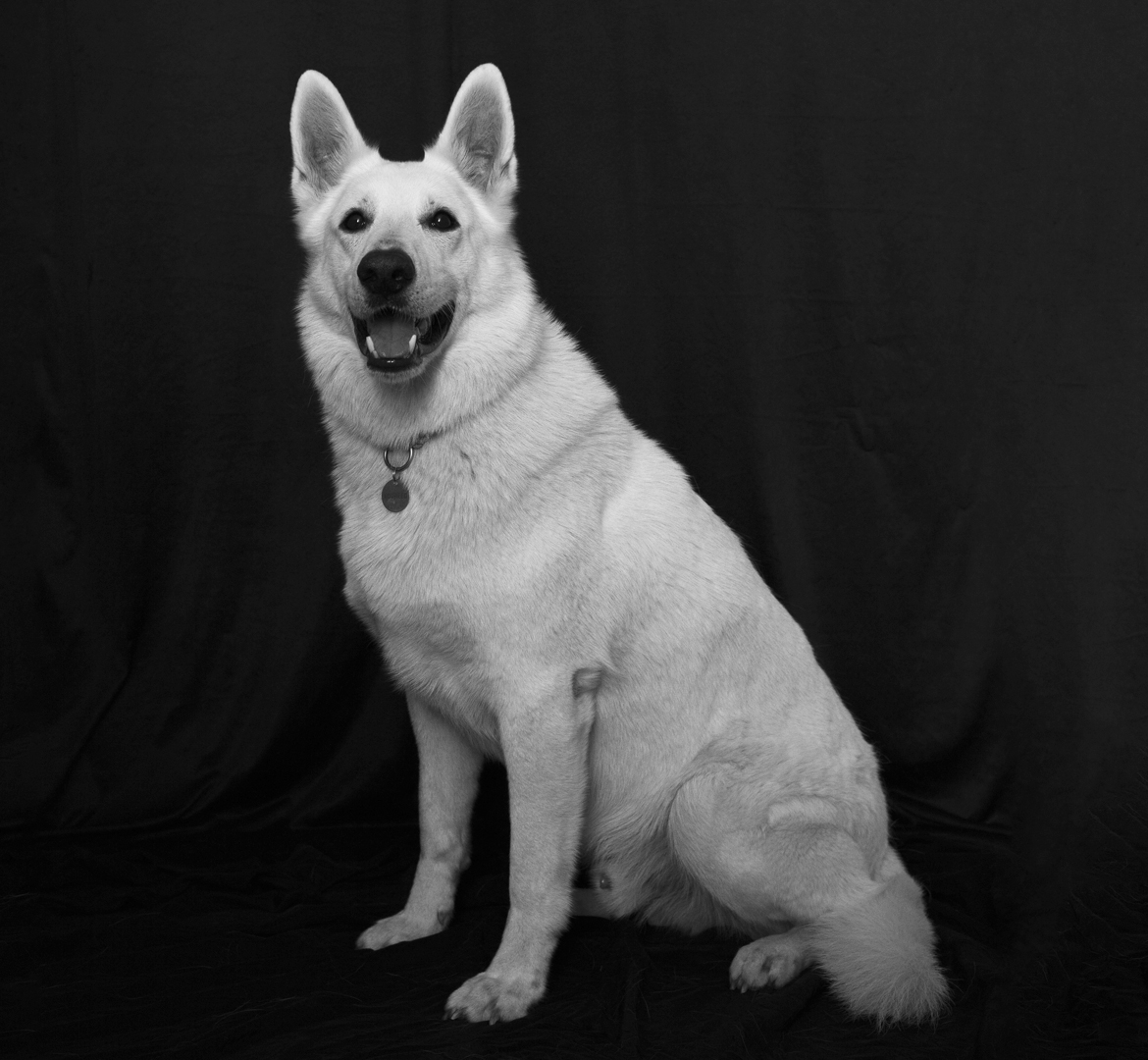 un berger suisse blanc