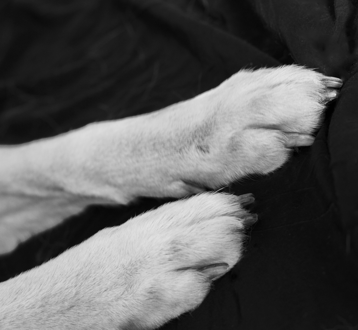 un berger suisse blanc