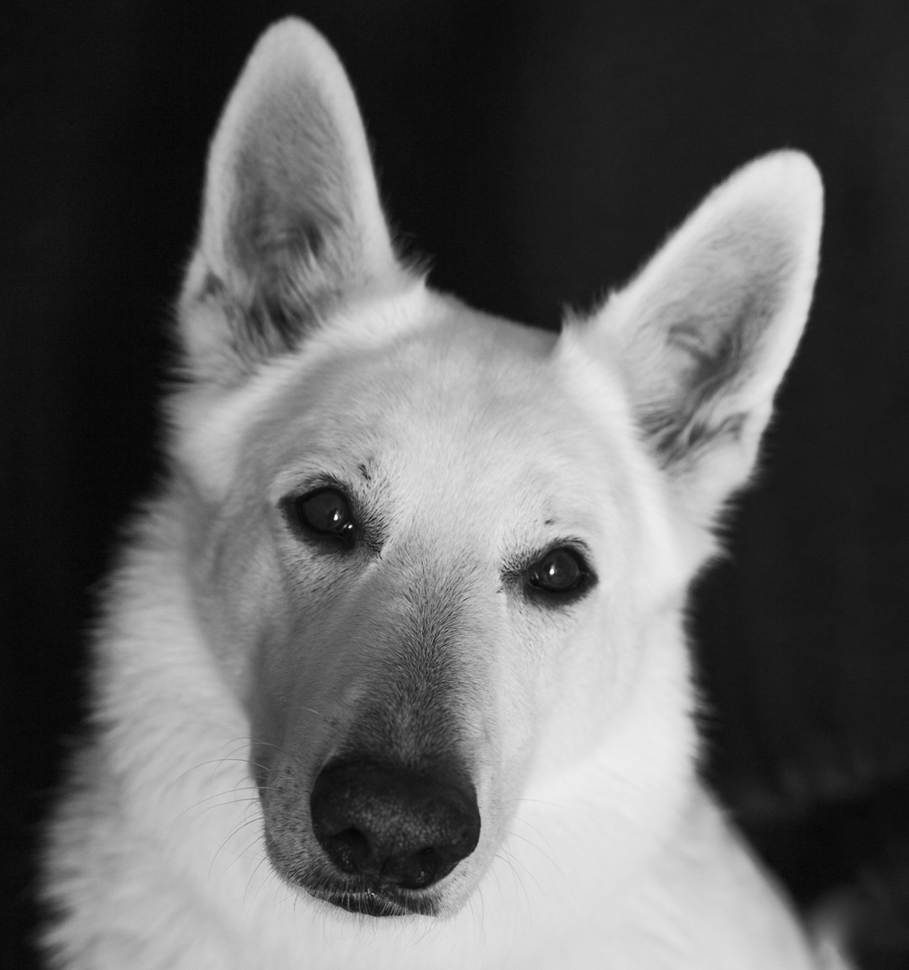 un berger suisse blanc