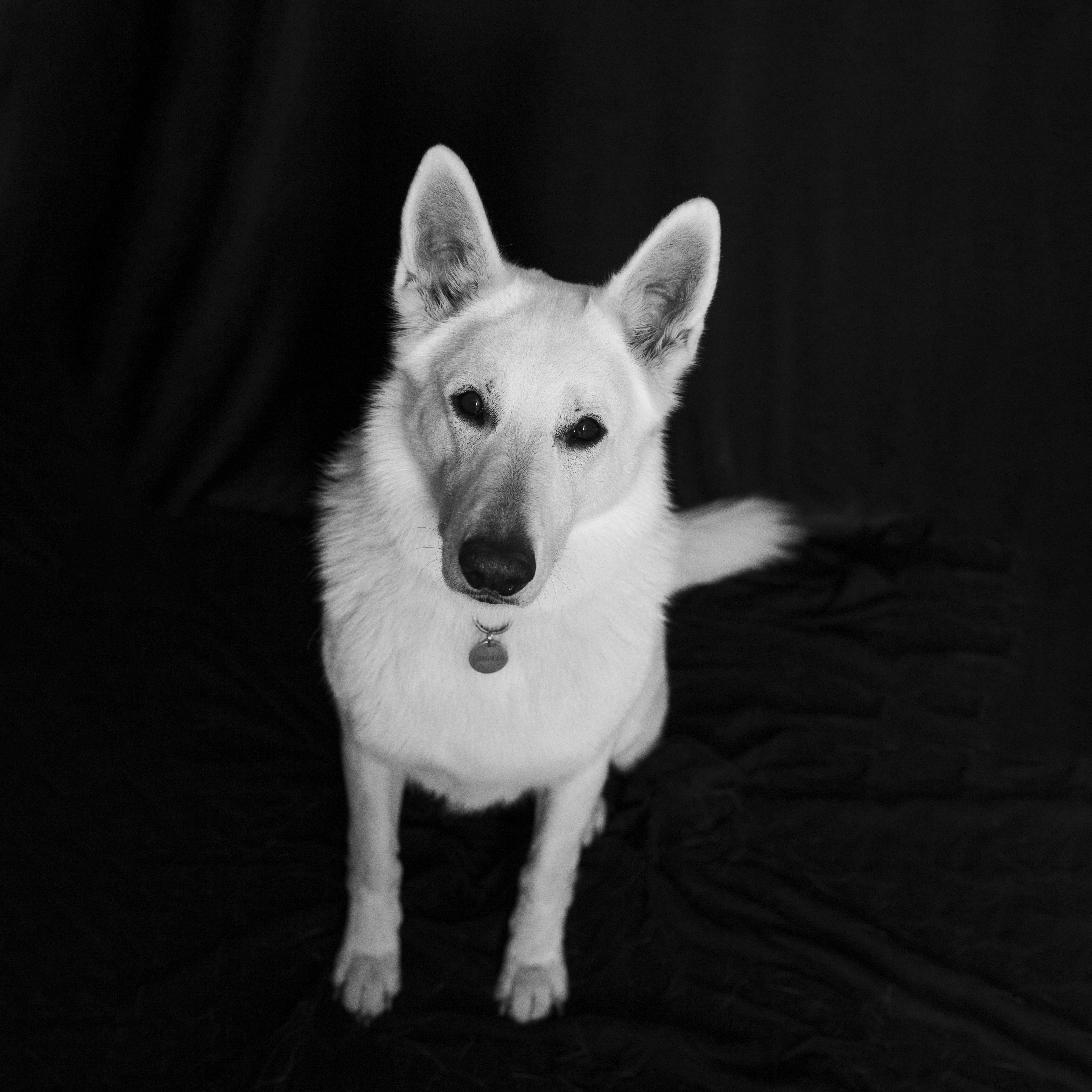 un berger suisse blanc