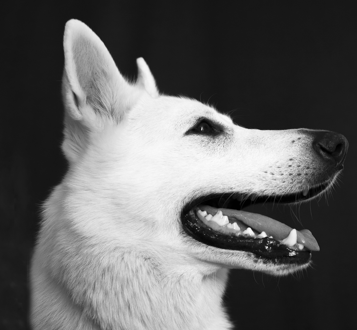 un berger suisse blanc