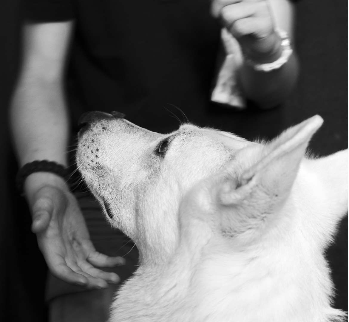 un berger suisse blanc avec son maître