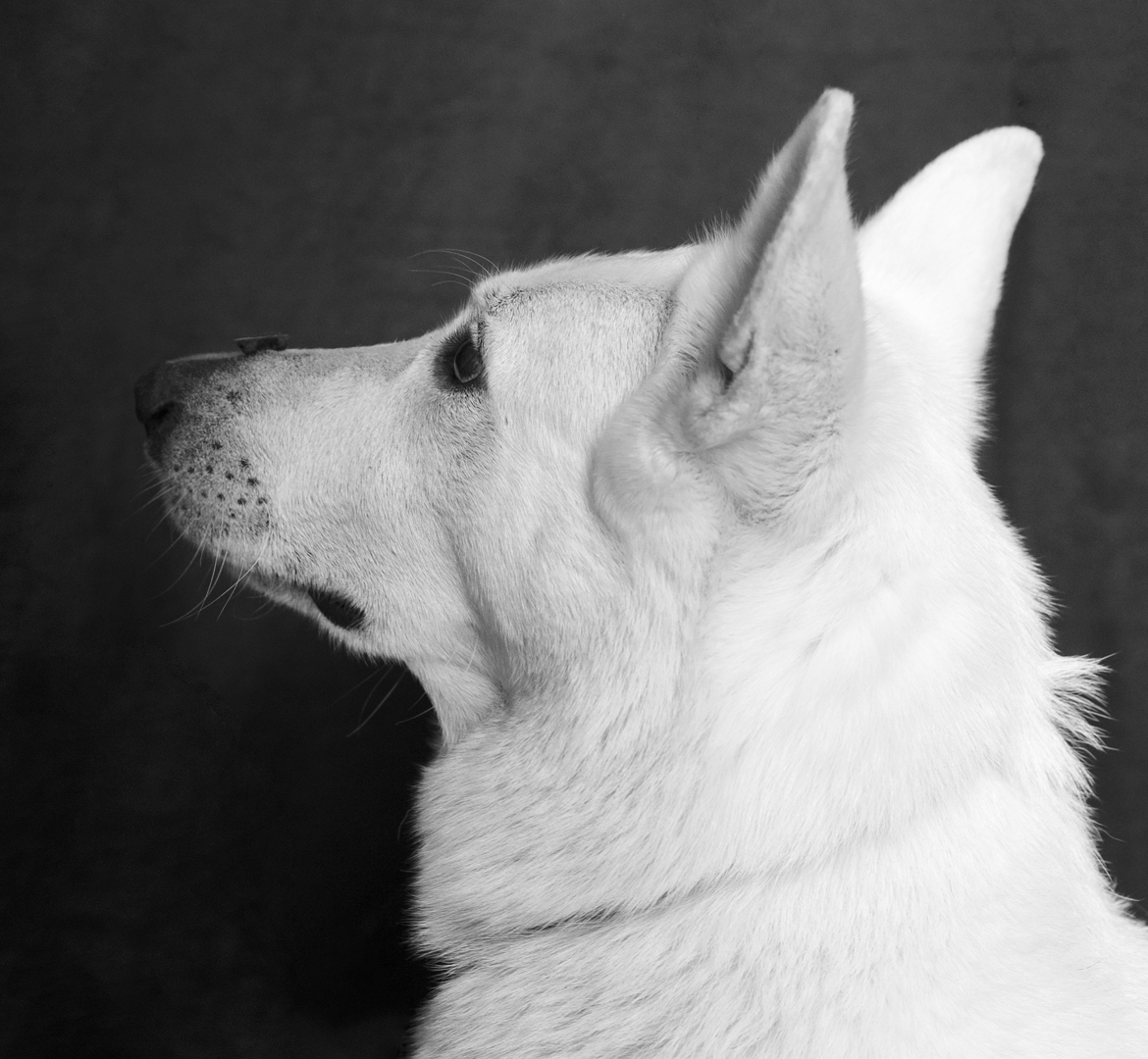 un berger suisse blanc