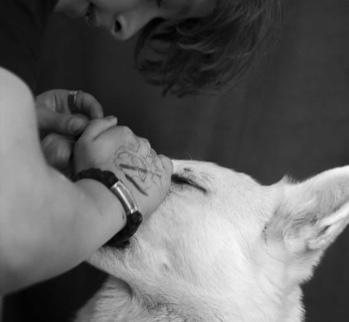 un berger suisse blanc avec son maître