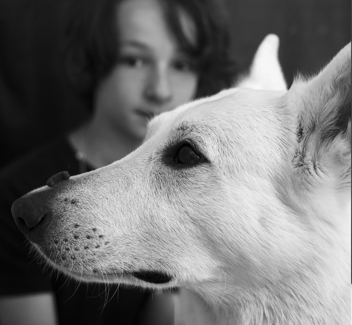 un berger suisse blanc avec son maître