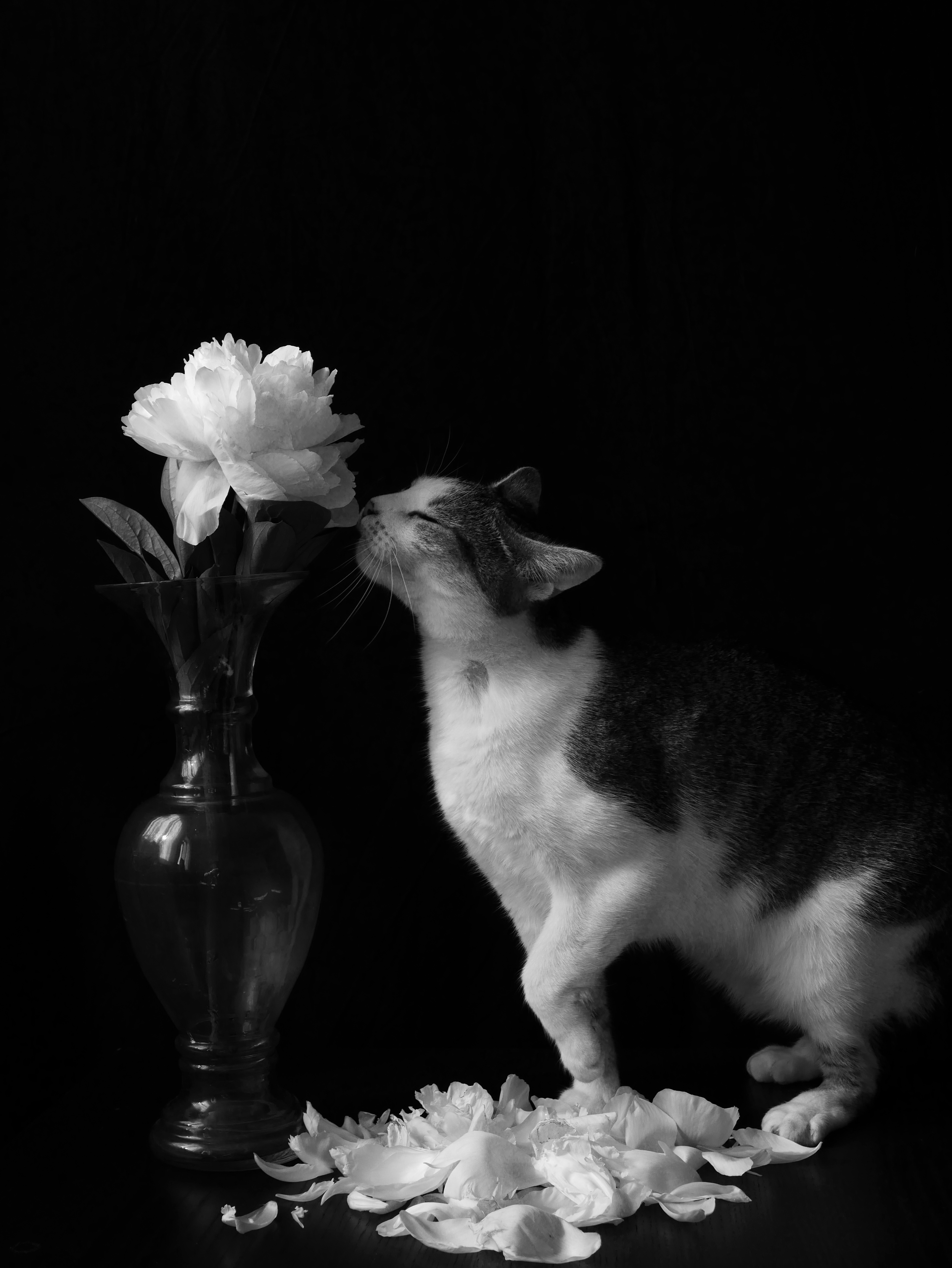 Animus Animal Micia © Oznur Baycan, AAPERTURA, 2024